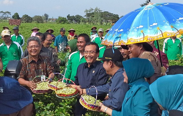 P2HP: Produktivitas Bunga Melati Terkendala Tanaman Mulai Menua